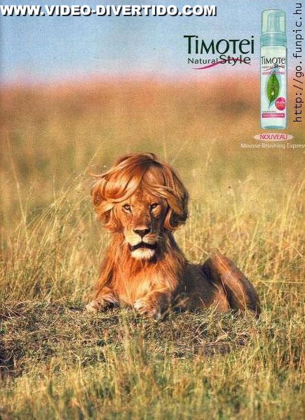 Penteado em Leao